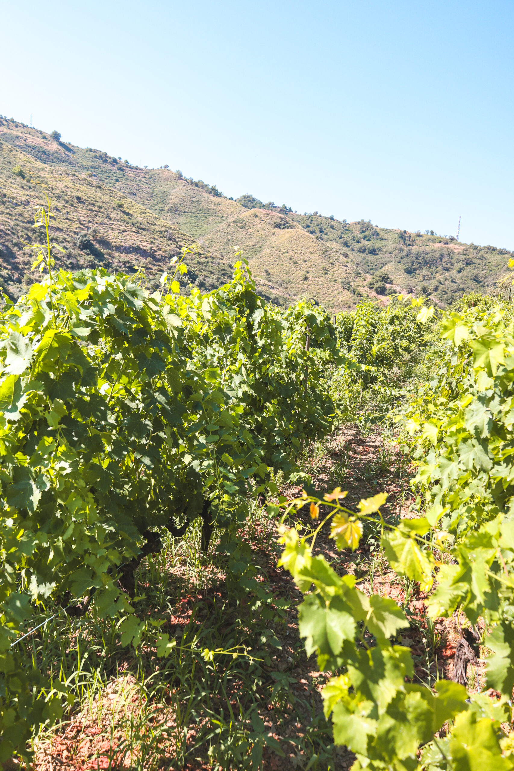 GGWINERY_15