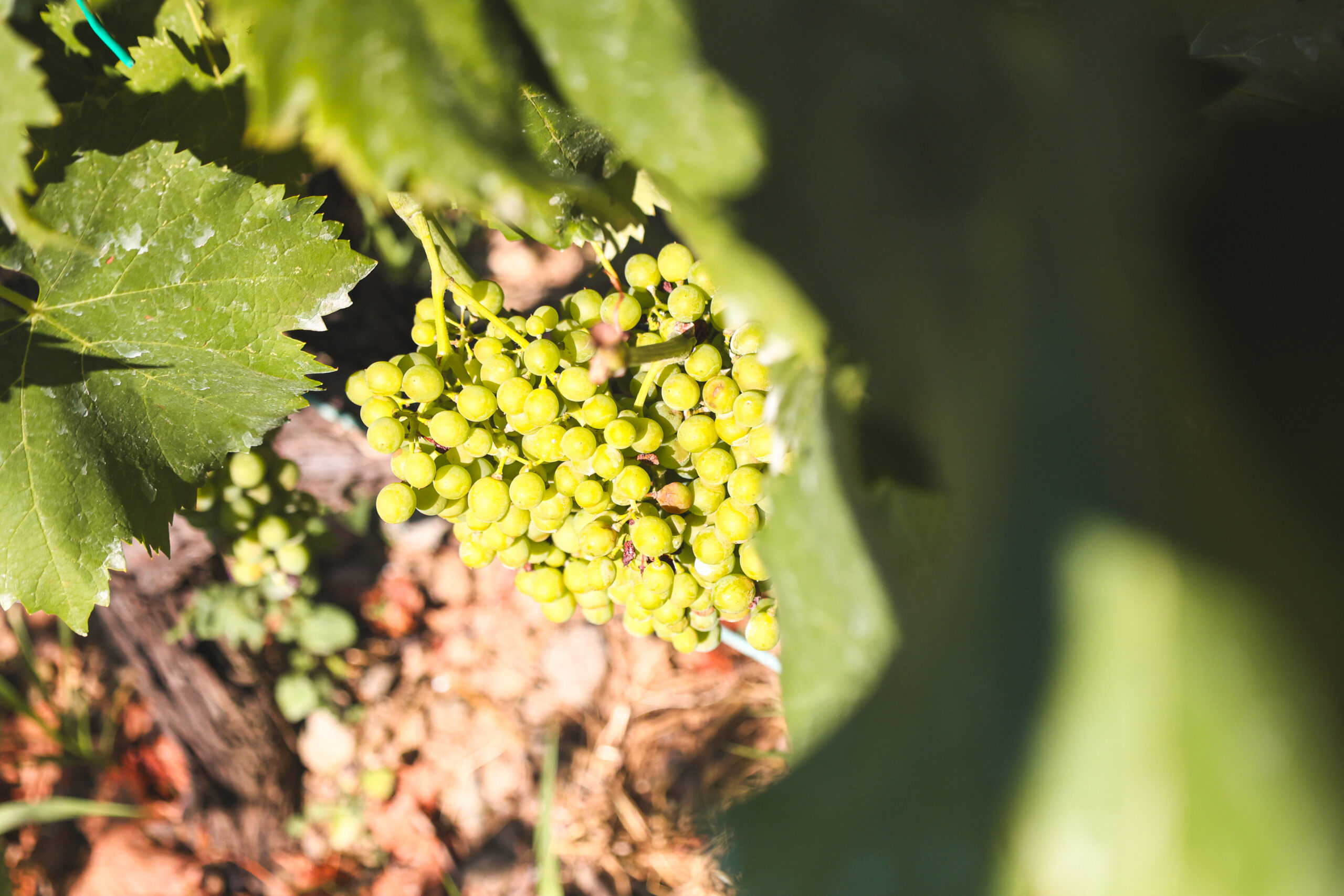 GGWINERY_16