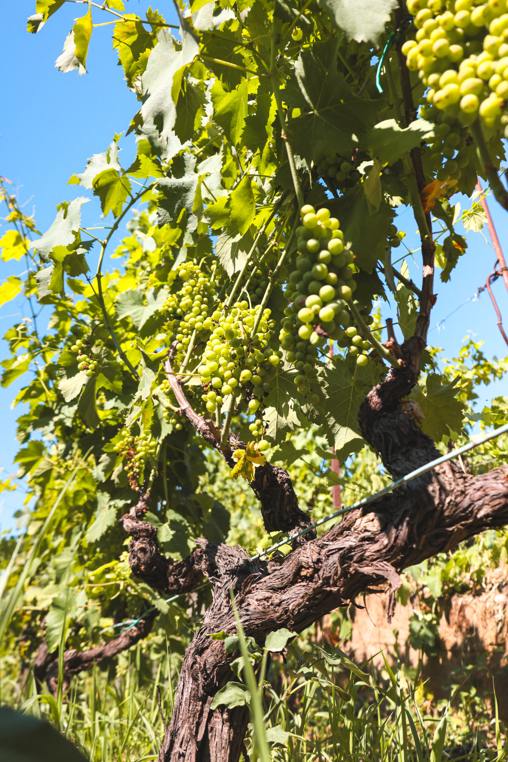 GGWINERY_18